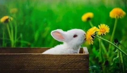 -蜕变重生，篮球巨星诺维茨基再次捧杯，nba诺维茨基