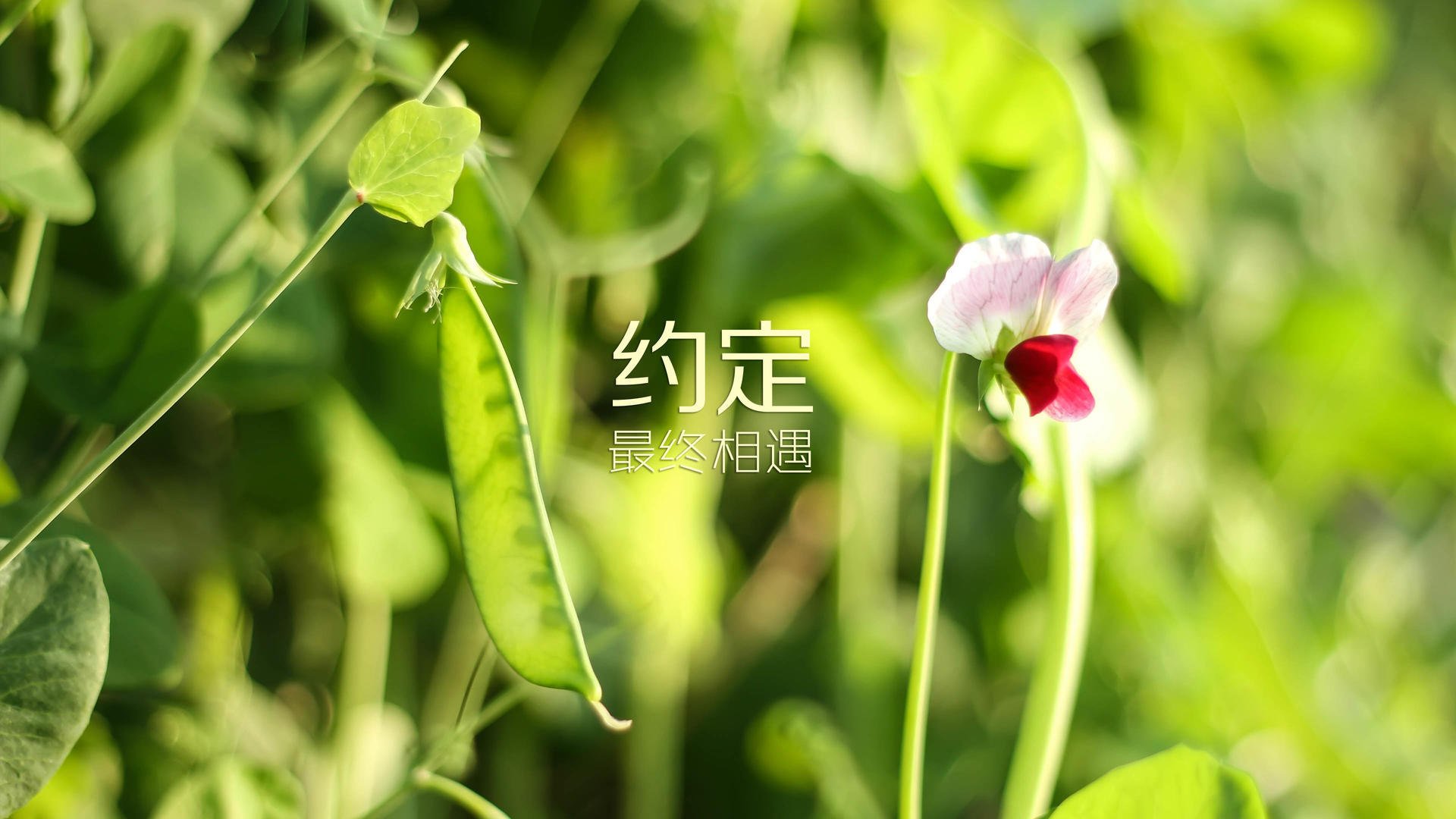 精彩比赛上演高潮迭起，谁屹立巅峰？，高潮迭起才艺表演,掌声不断,现场气氛非常激烈改病句
