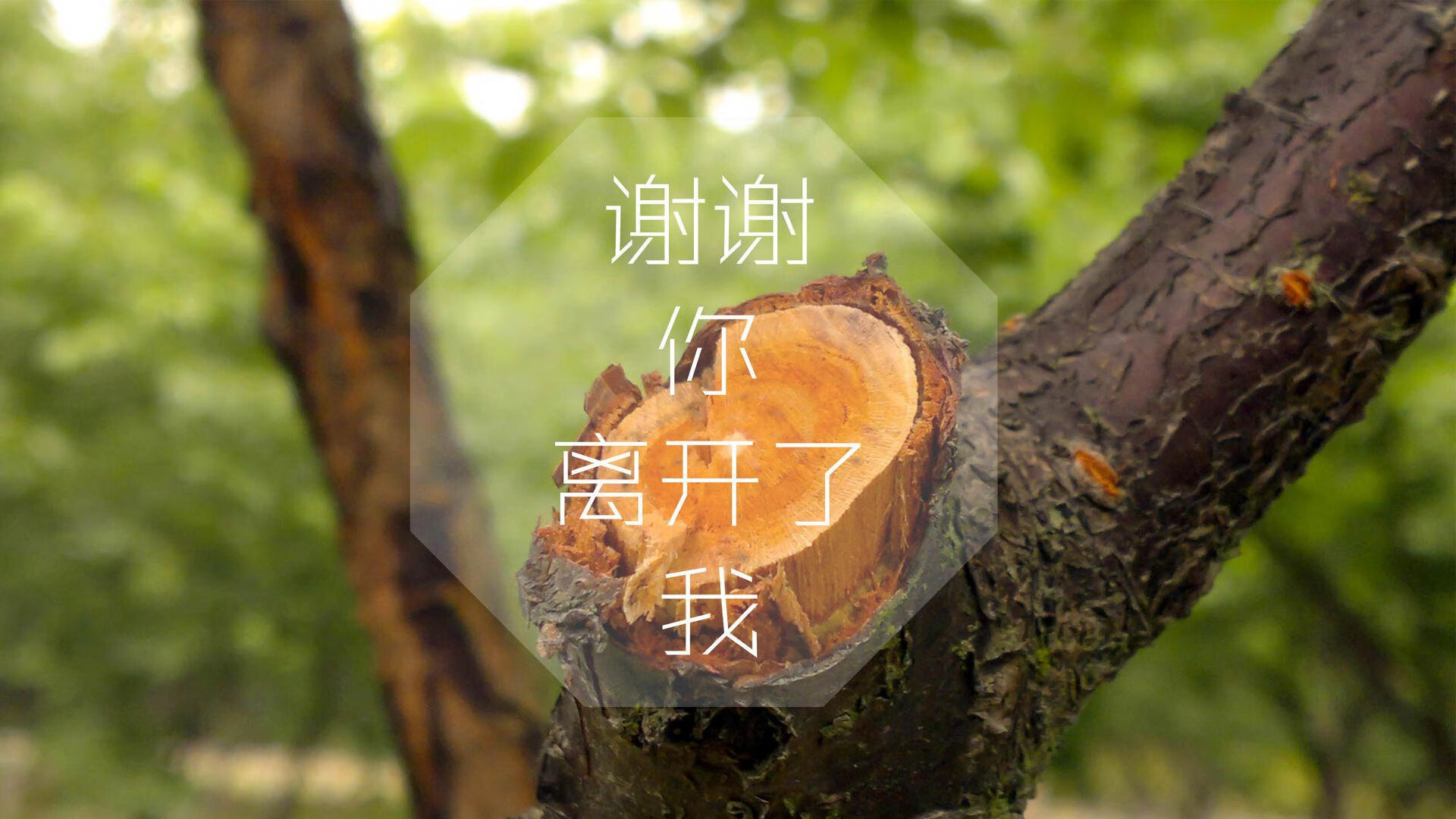 场上球员对节奏变化的即时反馈机制，球队节奏
