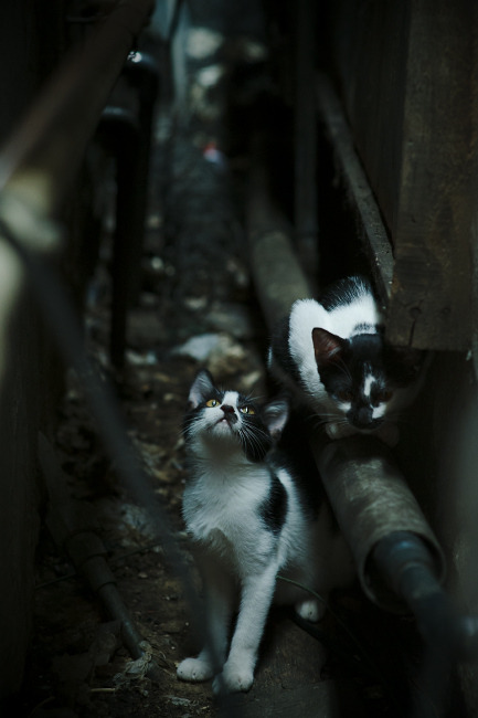 数字化足球青训体系在全国范围内全面推进,提升整体水平,数字智能足球