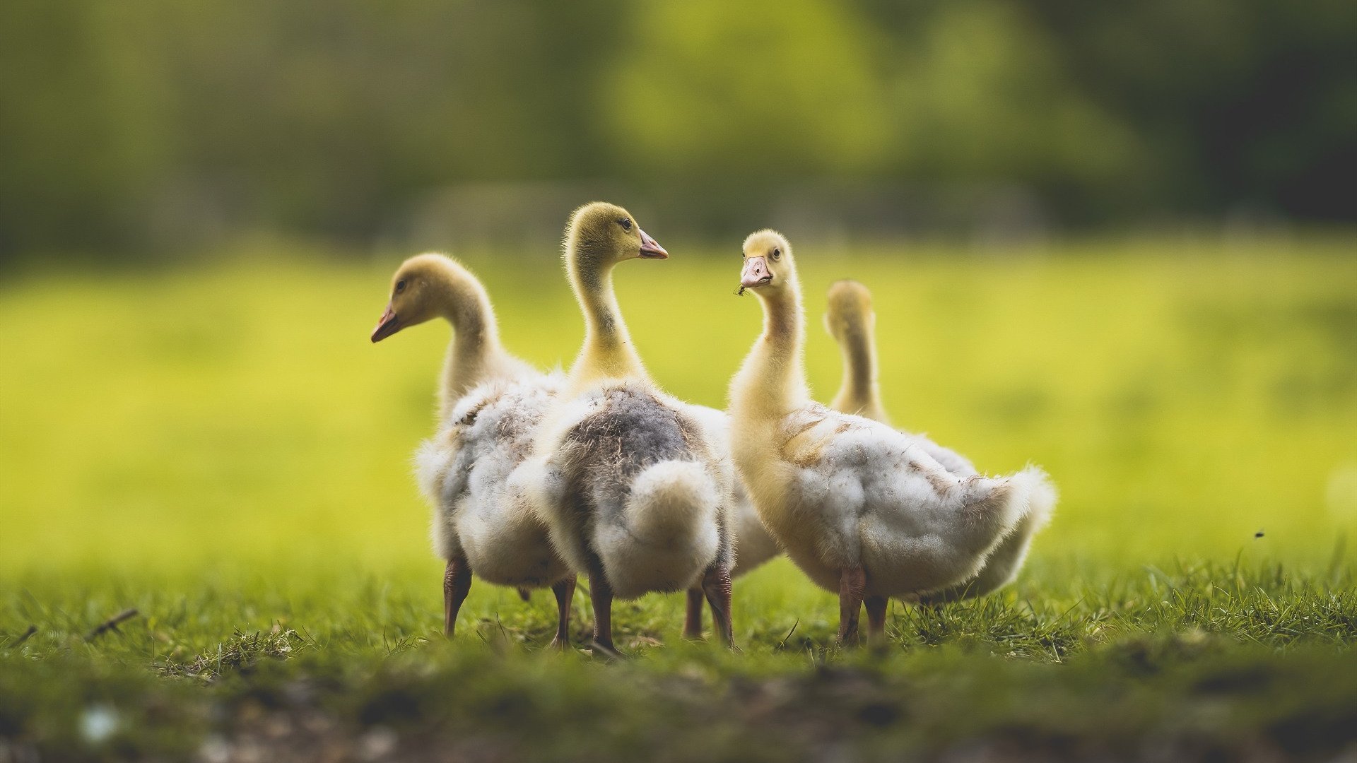 皇马青训持续出新星，球队未来充满希望