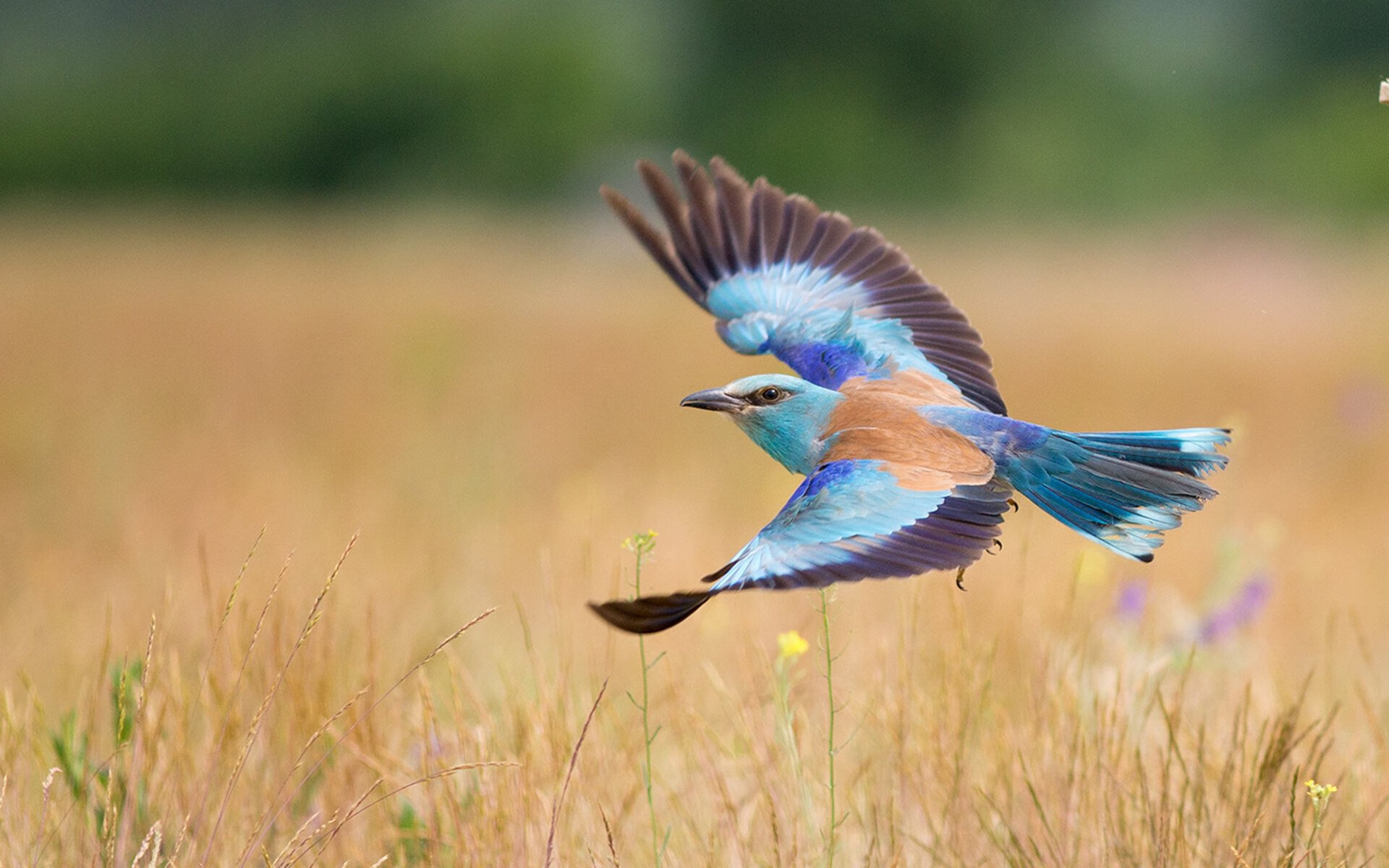 篮网后卫组织全队进行加练提升默契度,篮网后面还要补强吗
