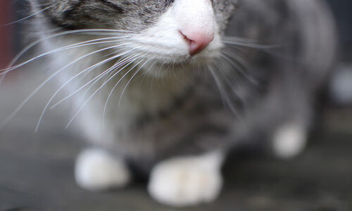 美洲杯明星绘就:突破、助攻,精彩纷呈!,美洲杯角色